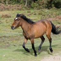 New Forest Pony